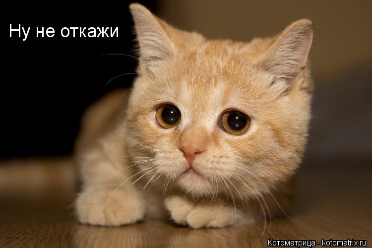 Ну не откажи... Котоматрица: Ну не откажи