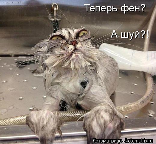 Теперь фен? А шуй?!... Котоматрица: Теперь фен? А шуй?!