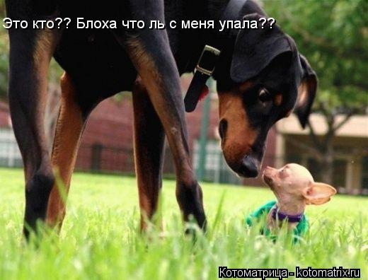 Это кто?? Блоха что ль с меня упала??... Котоматрица: Это кто?? Блоха что ль с меня упала??