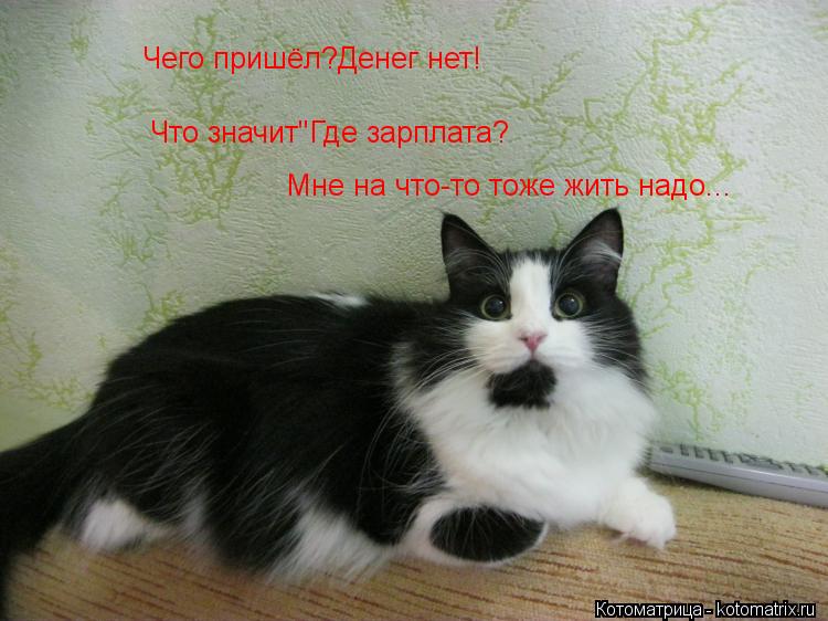 Чего пришёл?Денег нет! Что значит"Где зарплата? Мне на что-то тоже жить надо...... Котоматрица: Чего пришёл?Денег нет! Что значит"Где зарплата? Мне на что-то тоже жить надо...