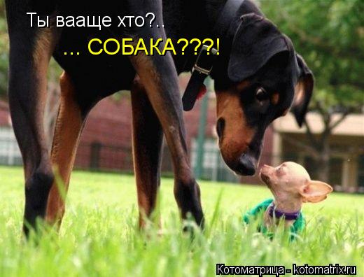 ... СОБАКА???! Ты вааще хто?..... Котоматрица: ... СОБАКА???! Ты вааще хто?..