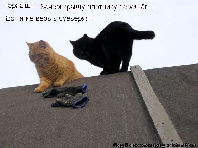 Черныш ! Зачем крышу плотнику перешёл ! Вот и не верь в суеверия !... Котоматрица: Черныш ! Зачем крышу плотнику перешёл ! Вот и не верь в суеверия !