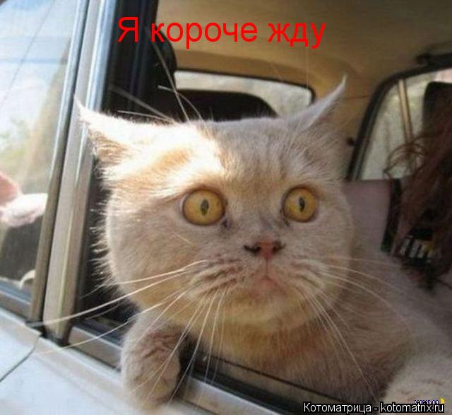 Я короче жду... Котоматрица: Я короче жду