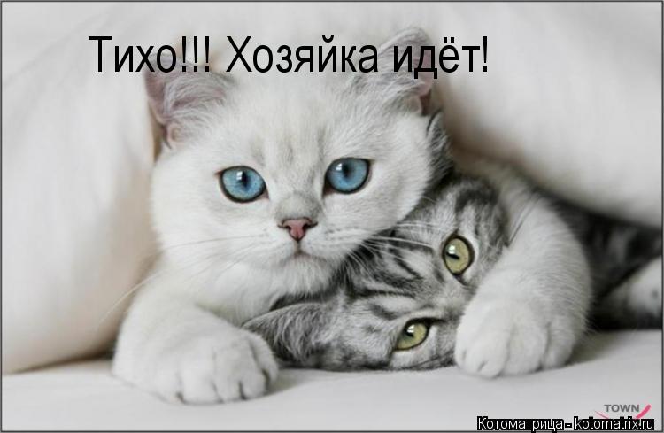 Тихо!!! Хозяйка идёт!... Котоматрица: Тихо!!! Хозяйка идёт!