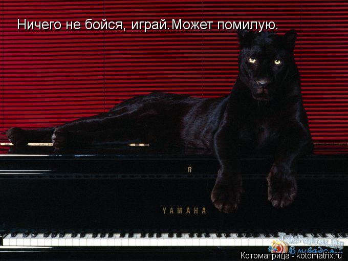 Ничего не бойся, играй.Может помилую.... Котоматрица: Ничего не бойся, играй.Может помилую.