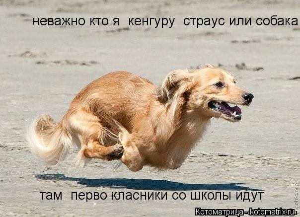 неважно кто я кенгуру страус или собака там перво класники со школы идут... Котоматрица: неважно кто я кенгуру страус или собака там перво класники со школы идут