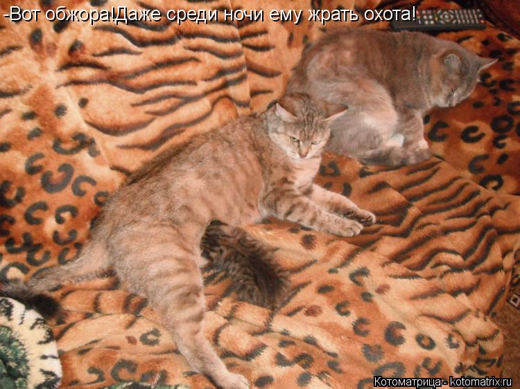 -Вот обжора!Даже среди ночи ему жрать охота!... Котоматрица: -Вот обжора!Даже среди ночи ему жрать охота!