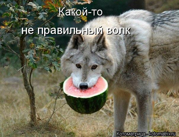 Какой-то не правильный волк... Котоматрица: Какой-то не правильный волк
