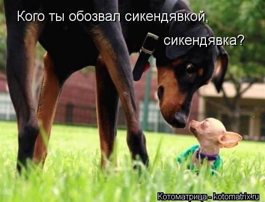 Кого ты обозвал сикендявкой, сикендявка?... Котоматрица: Кого ты обозвал сикендявкой, сикендявка?