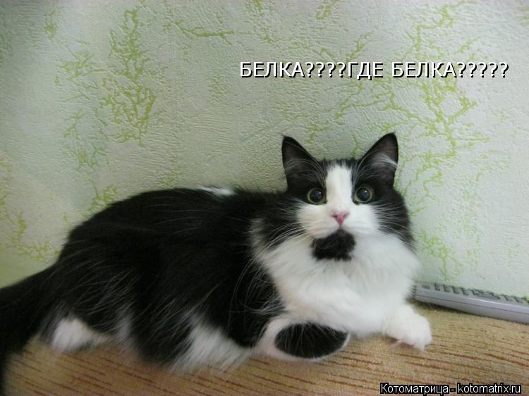 БЕЛКА????ГДЕ БЕЛКА?????... Котоматрица: БЕЛКА????ГДЕ БЕЛКА?????