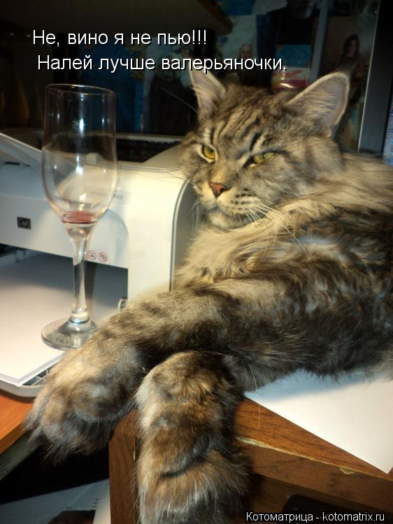 Не, вино я не пью!!! Налей лучше валерьяночки.... Котоматрица: Не, вино я не пью!!! Налей лучше валерьяночки.
