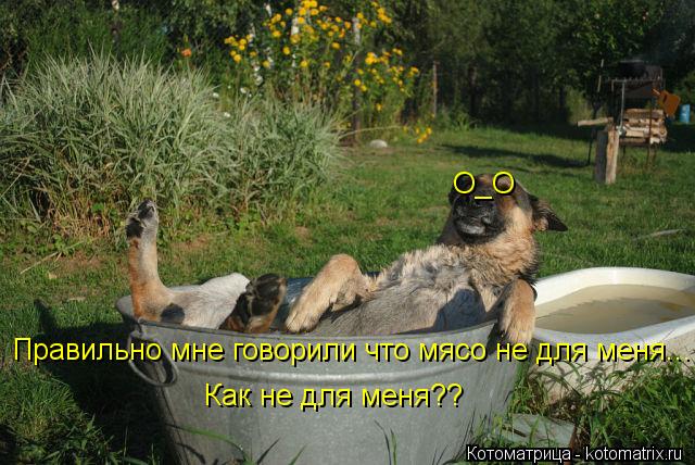 Правильно мне говорили что мясо не для меня... О_О Как не для меня??... Котоматрица: Правильно мне говорили что мясо не для меня... О_О Как не для меня??