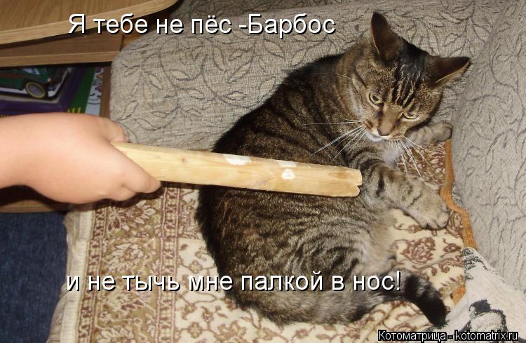 Я тебе не пёс -Барбос и не тычь мне палкой в нос!... Котоматрица: Я тебе не пёс -Барбос и не тычь мне палкой в нос!