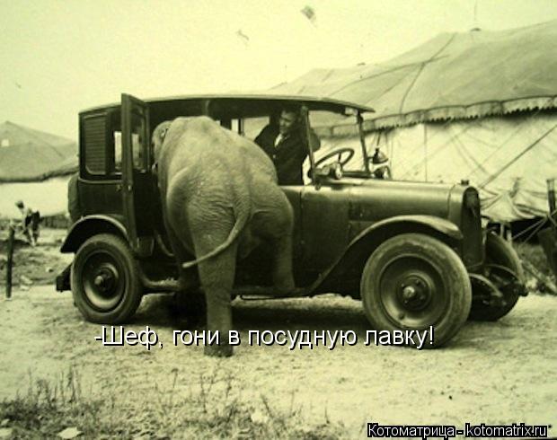 -Шеф, гони в посудную лавку!... Котоматрица: -Шеф, гони в посудную лавку!