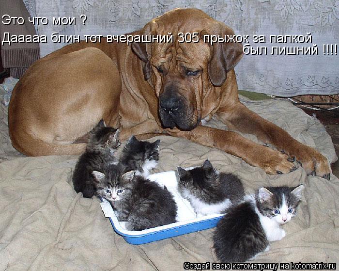 Это что мои ? Дааааа блин тот вчерашний 305 прыжок за палкой был лишний !!!!... Котоматрица: Это что мои ? Дааааа блин тот вчерашний 305 прыжок за палкой был лишний !!!!