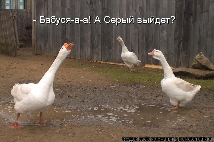 - Бабуся-а-а! А Серый выйдет?... Котоматрица: - Бабуся-а-а! А Серый выйдет?