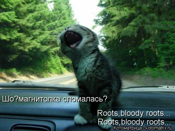 Roots,bloody roots... Roots,bloody roots... Шо?магнитолка сломалась?... Котоматрица: Roots,bloody roots... Roots,bloody roots... Шо?магнитолка сломалась?