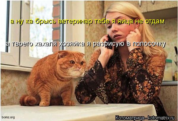 а ну ка брысь ветеринар тебе я яйца не отдам а твоего хахаля хозяйка я разрисую в полосочку... Котоматрица: а ну ка брысь ветеринар тебе я яйца не отдам а твоего хахаля хозяйка я разрисую в полосочку