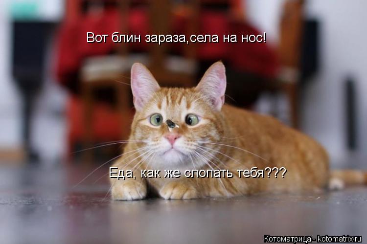 Вот блин зараза,села на нос! Еда, как же слопать тебя???... Котоматрица: Вот блин зараза,села на нос! Еда, как же слопать тебя???