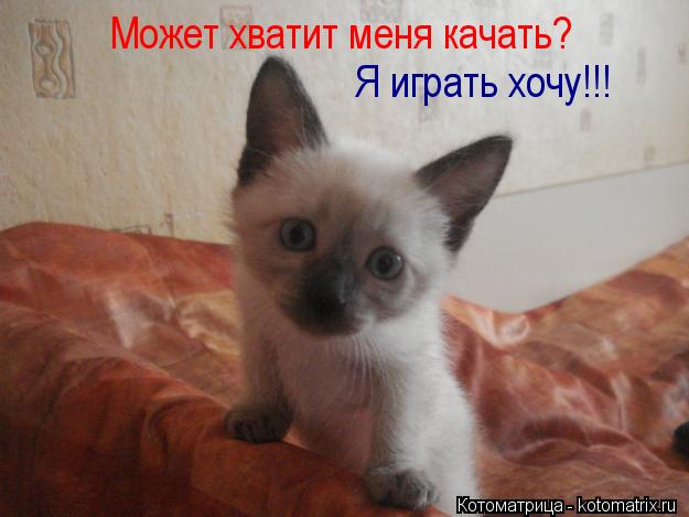 Может хватит меня качать? Я играть хочу!!!... Котоматрица: Может хватит меня качать? Я играть хочу!!!