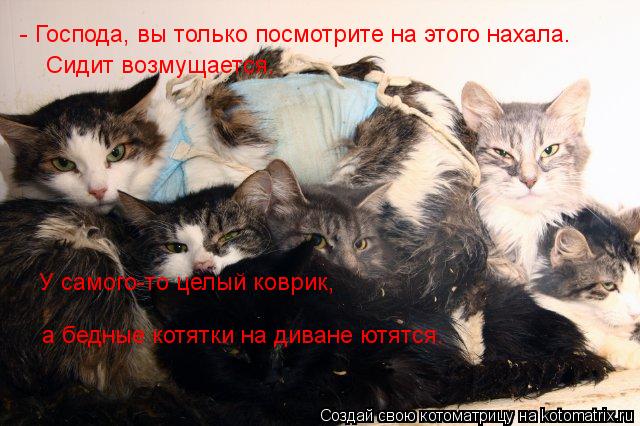 - Господа, вы только посмотрите на этого нахала. Сидит возмущается. У самого-то целый коврик, а бедн... Котоматрица: - Господа, вы только посмотрите на этого нахала. Сидит возмущается. У самого-то целый коврик, а бедные котятки на диване ютятся.
