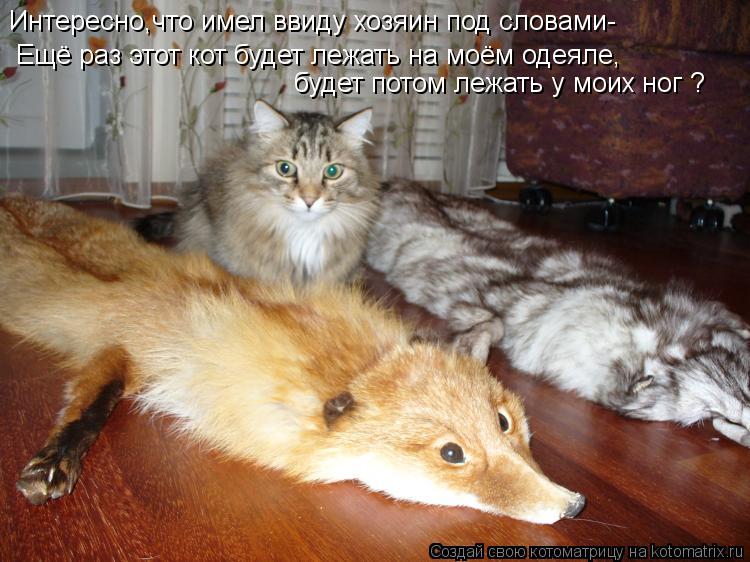Интересно,что имел ввиду хозяин под словами- Ещё раз этот кот будет лежать на моём одеяле, будет пото... Котоматрица: Интересно,что имел ввиду хозяин под словами- Ещё раз этот кот будет лежать на моём одеяле, будет потом лежать у моих ног ?