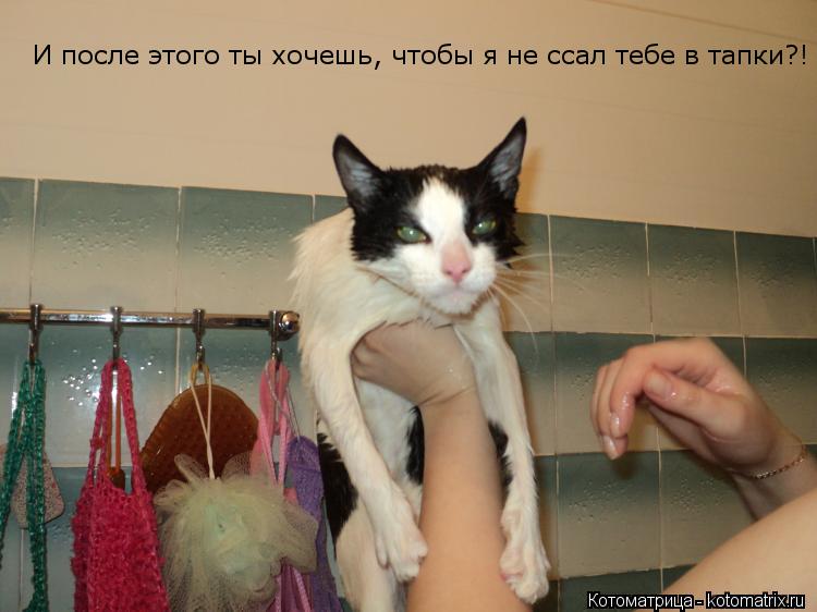И после этого ты хочешь, чтобы я не ссал тебе в тапки?!... Котоматрица: И после этого ты хочешь, чтобы я не ссал тебе в тапки?!