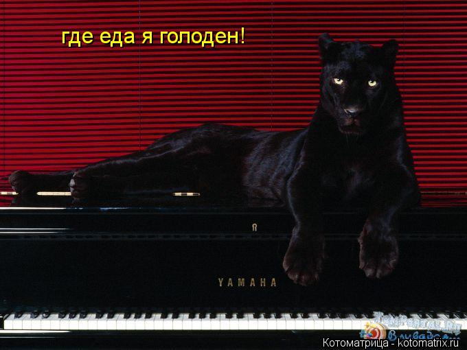 где еда я голоден!... Котоматрица: где еда я голоден!