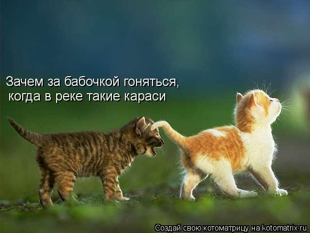 Зачем за бабочкой гоняться, когда в реке такие караси... Котоматрица: Зачем за бабочкой гоняться, когда в реке такие караси