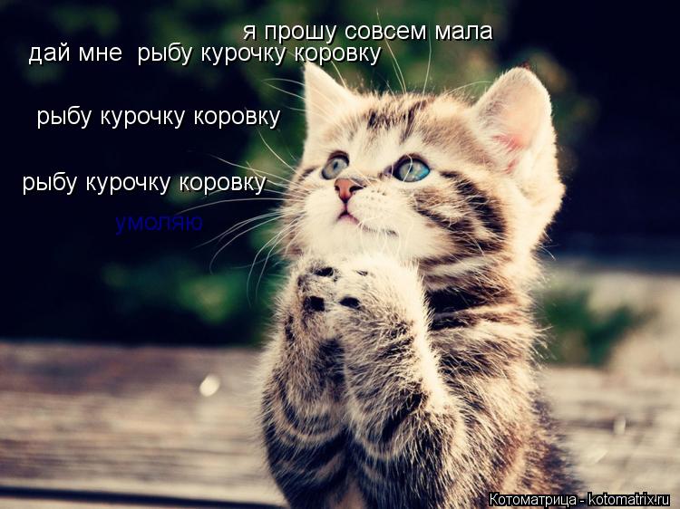 я прошу совсем мала рыбу курочку коровку дай мне рыбу курочку коровку рыбу курочку коровку умоляю... Котоматрица: я прошу совсем мала рыбу курочку коровку дай мне рыбу курочку коровку рыбу курочку коровку умоляю