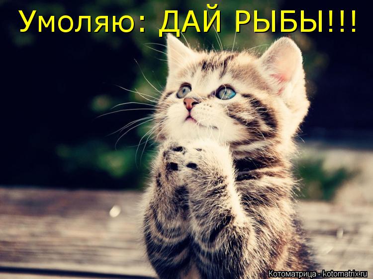 Умоляю: ДАЙ РЫБЫ!!!... Котоматрица: Умоляю: ДАЙ РЫБЫ!!!