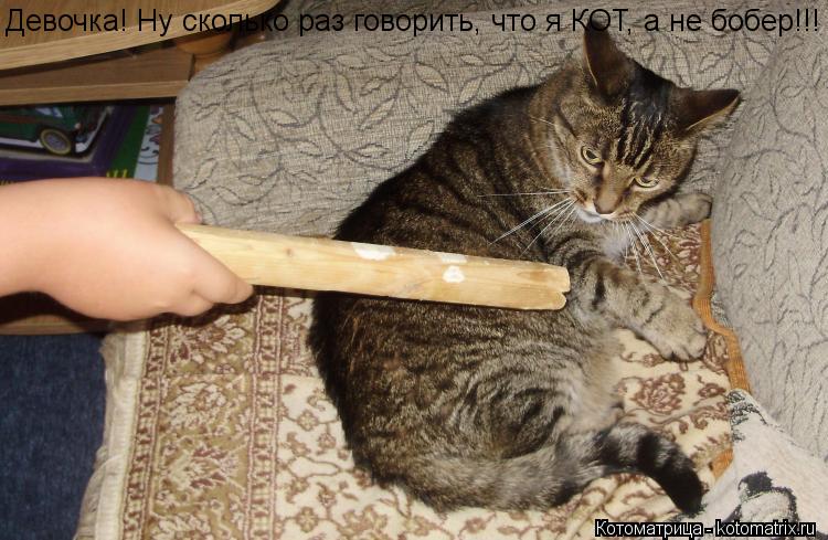 Девочка! Ну сколько раз говорить, что я КОТ, а не бобер!!!... Котоматрица: Девочка! Ну сколько раз говорить, что я КОТ, а не бобер!!!