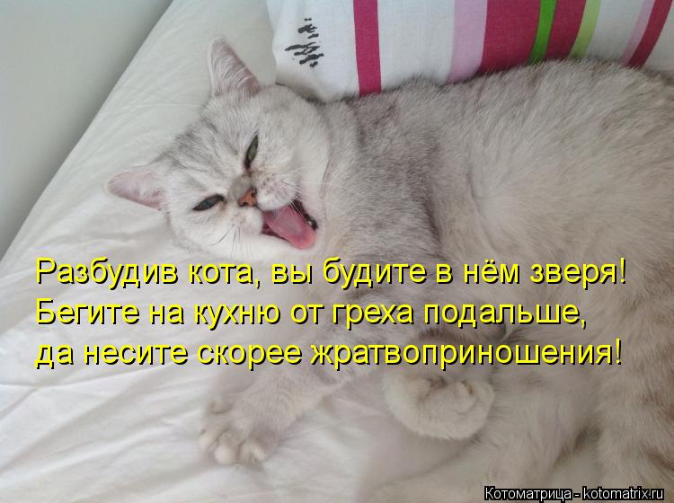 Котоматрица: Разбудив кота, вы будите в нём зверя! Бегите на кухню от греха подальше, да несите скорее жратвоприношения!