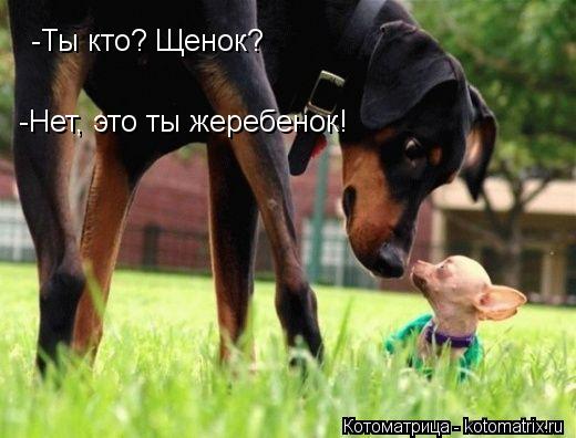 -Ты кто? Щенок? -Нет, это ты жеребенок!... Котоматрица: -Ты кто? Щенок? -Нет, это ты жеребенок!