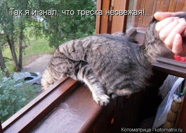 Так я и знал, что треска несвежая!..... Котоматрица: Так я и знал, что треска несвежая!..