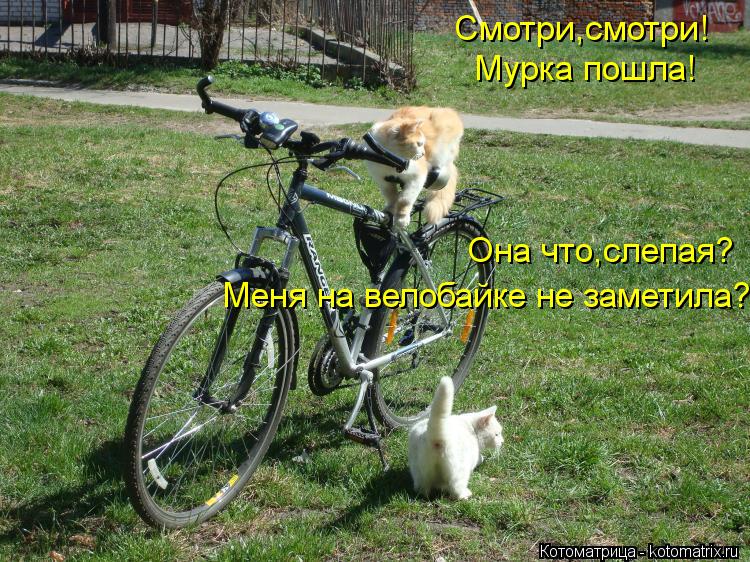 Смотри,смотри! Мурка пошла! Она что,слепая? Меня на велобайке не заметила?... Котоматрица: Смотри,смотри! Мурка пошла! Она что,слепая? Меня на велобайке не заметила?