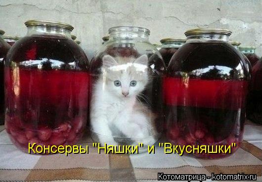Консервы "Няшки" и "Вкусняшки"... Котоматрица: Консервы "Няшки" и "Вкусняшки"