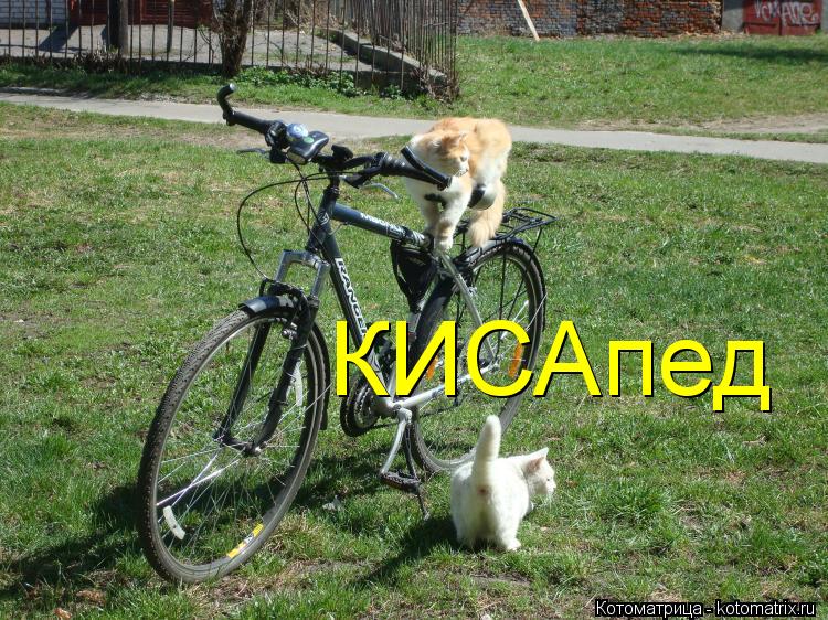 КИСАпед... Котоматрица: КИСАпед