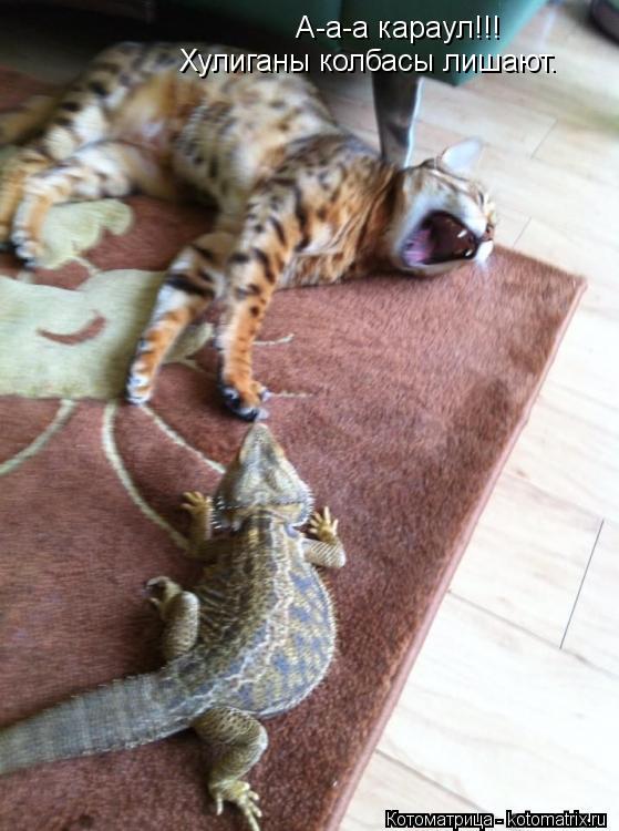 А-а-а караул!!! Хулиганы колбасы лишают.... Котоматрица: А-а-а караул!!! Хулиганы колбасы лишают.