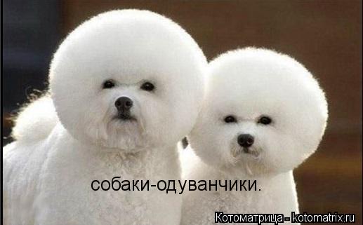 собаки-одуванчики.... Котоматрица: собаки-одуванчики.