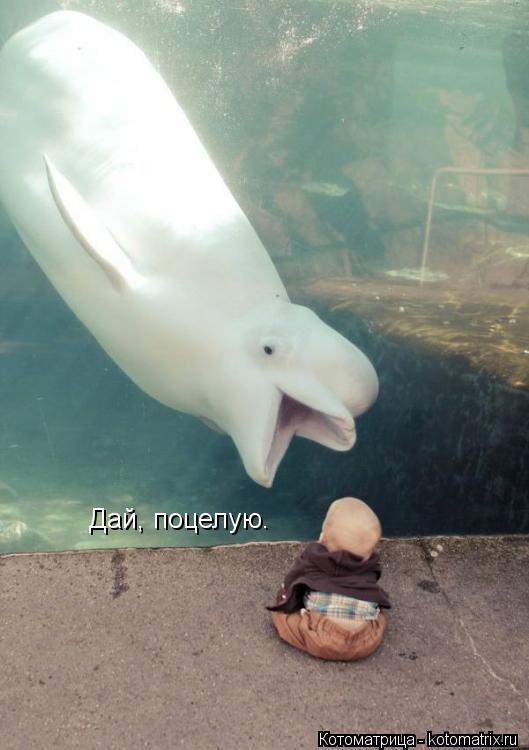 Дай, поцелую.... Котоматрица: Дай, поцелую.