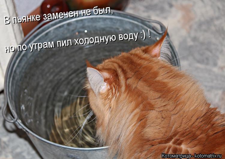 В пьянке замечен не был, но по утрам пил холодную воду :) !... Котоматрица: В пьянке замечен не был, но по утрам пил холодную воду :) !