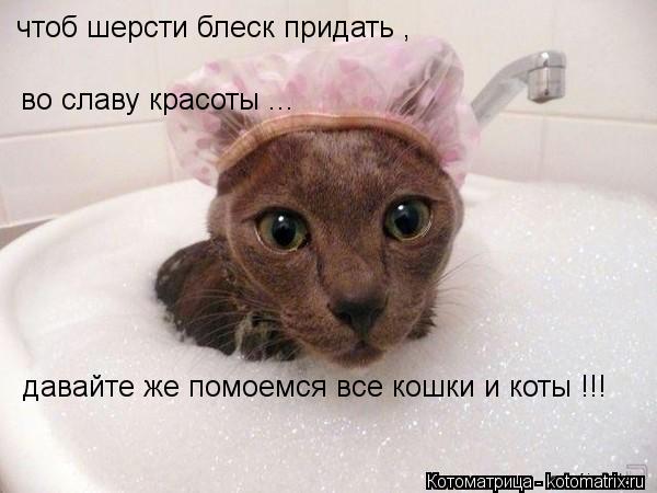 давайте же помоемся все кошки и коты !!! во славу красоты ... чтоб шерсти блеск придать ,... Котоматрица: давайте же помоемся все кошки и коты !!! во славу красоты ... чтоб шерсти блеск придать ,