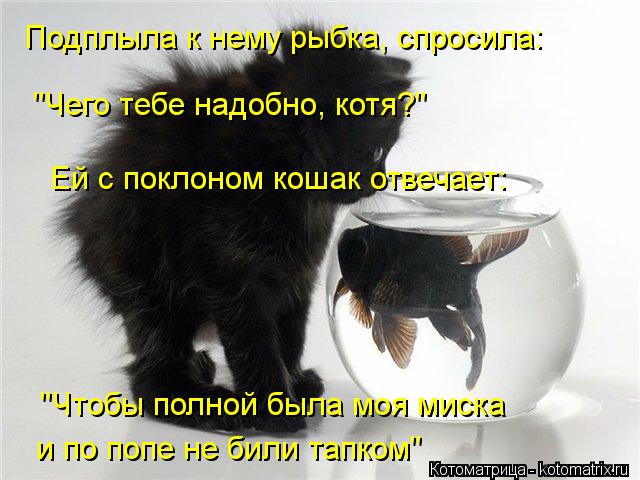 Котоматрица: Подплыла к нему рыбка, спросила: "Чего тебе надобно, котя?" Ей с поклоном кошак отвечает: и по попе не били тапком" "Чтобы полной была моя миска