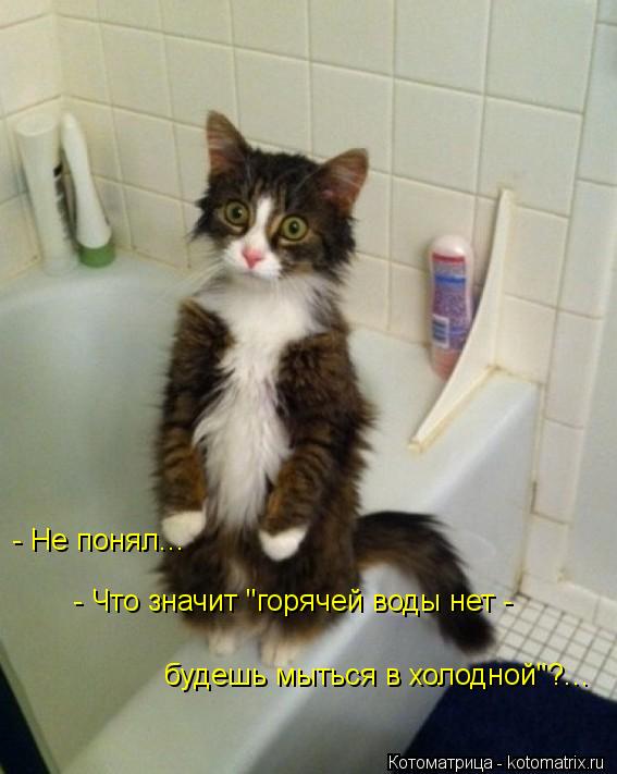 - Не понял... будешь мыться в холодной"?... - Что значит "горячей воды нет -... Котоматрица: - Не понял... будешь мыться в холодной"?... - Что значит "горячей воды нет -