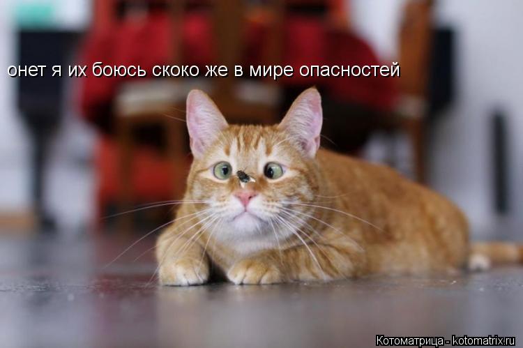онет я их боюсь скоко же в мире опасностей... Котоматрица: онет я их боюсь скоко же в мире опасностей