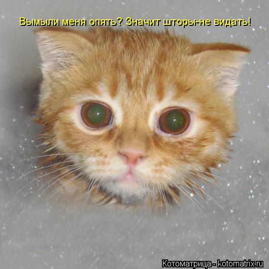 Вымыли меня опять? Значит шторы-не видать!... Котоматрица: Вымыли меня опять? Значит шторы-не видать!