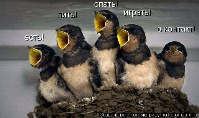 есть! пить! спать! играть! в контакт!... Котоматрица: есть! пить! спать! играть! в контакт!