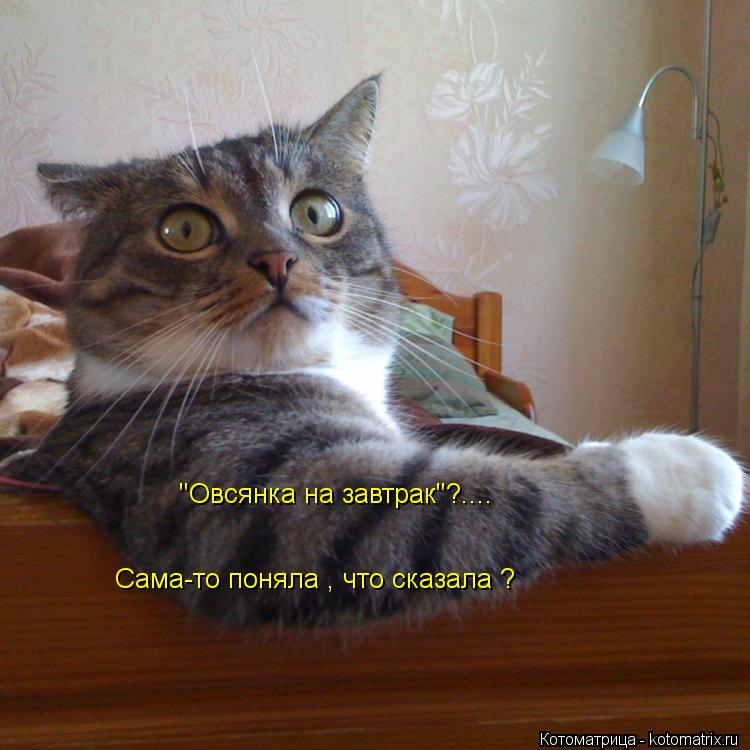 Сама-то поняла , что сказала ? "Овсянка на завтрак"?....... Котоматрица: Сама-то поняла , что сказала ? "Овсянка на завтрак"?....