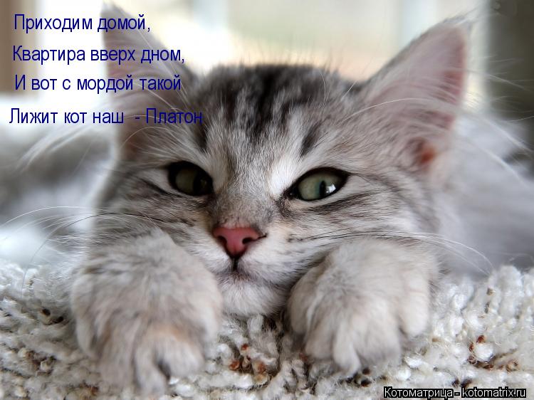 Приходим домой, И вот с мордой такой Квартира вверх дном, Лижит кот наш - Платон... Котоматрица: Приходим домой, И вот с мордой такой Квартира вверх дном, Лижит кот наш - Платон